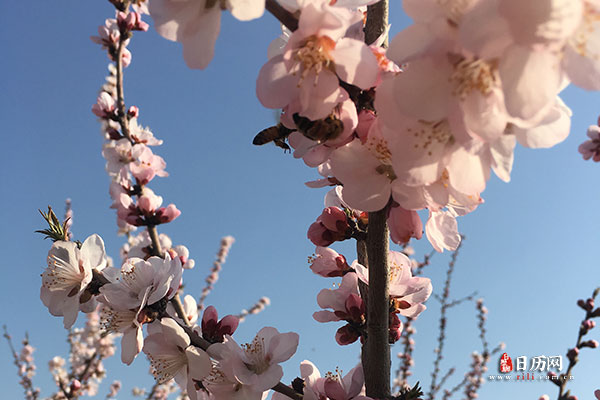 粉色花中有蜜蜂