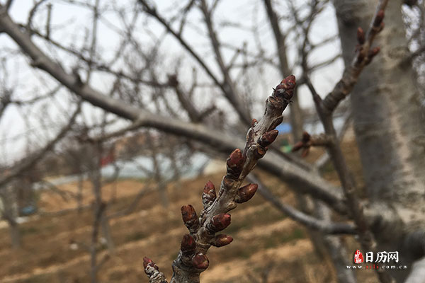 立春的节气歌