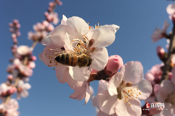 立春立夏立秋立冬前一天被称为什么