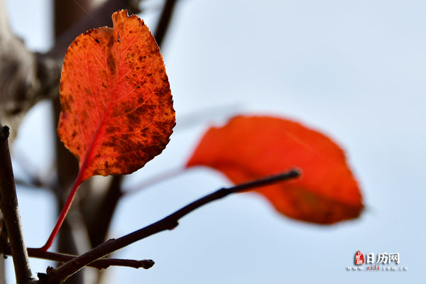 冬天里残留的红叶