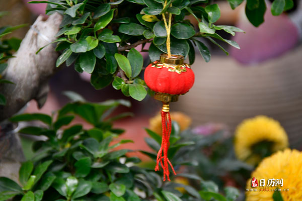 植物，小灯笼.jpg