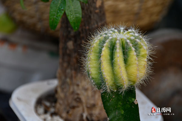 春节上坟什么时间合适