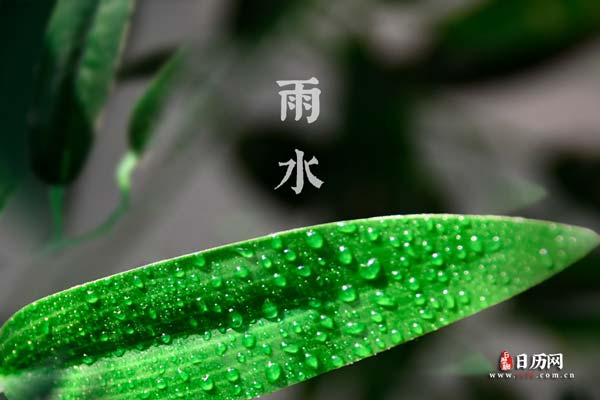 雨水文字绿叶水滴