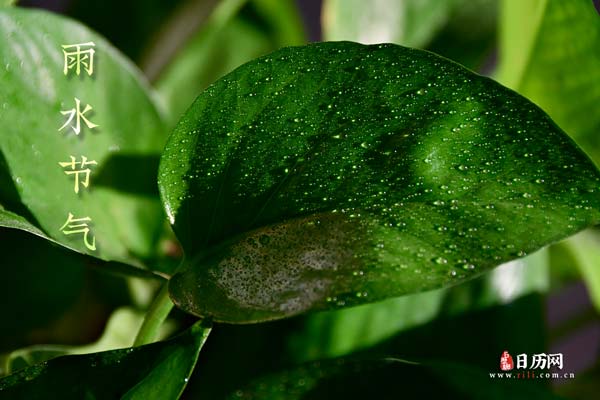雨水文字绿叶水滴