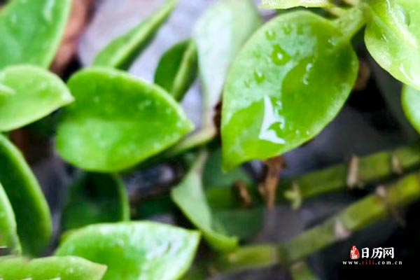 节气中的雨水是什么意思