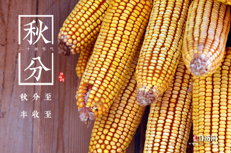 秋分玉米金黄灿灿