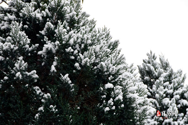 雪后松树上厚厚的积雪