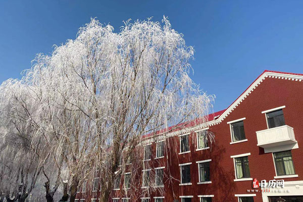 雪景树挂