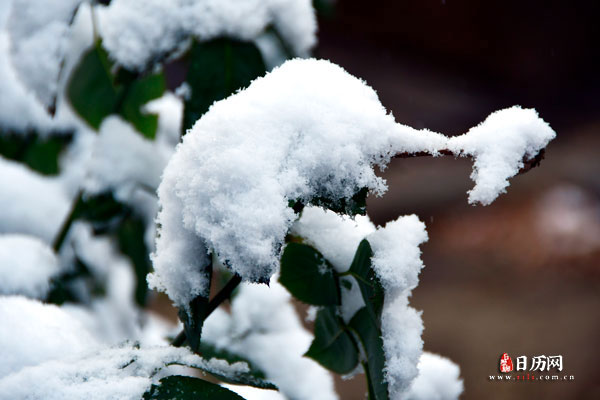 厚厚的积雪压在冬青叶子上