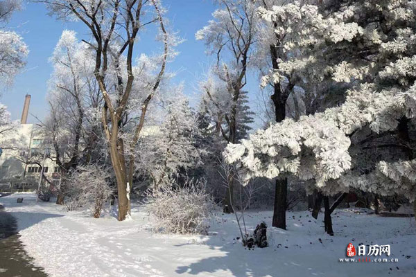 树挂雪景