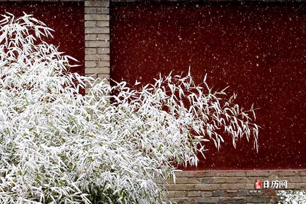 冬天积雪宫墙建筑雪景植物下雪3.jpg