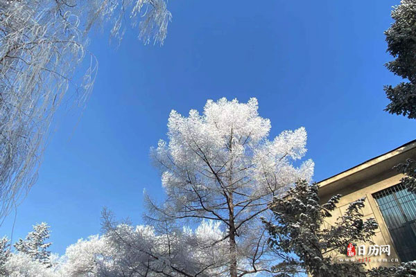 雪景树挂