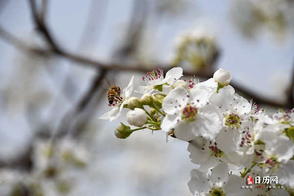 蜜蜂和梨花