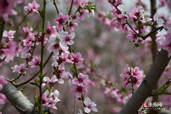 桃花