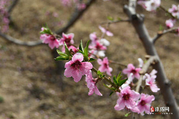 桃花