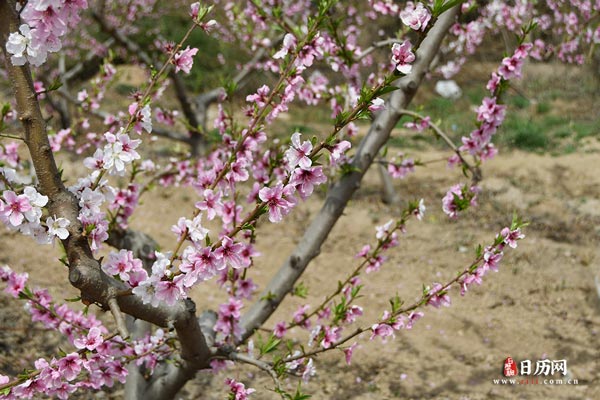 桃树和桃花