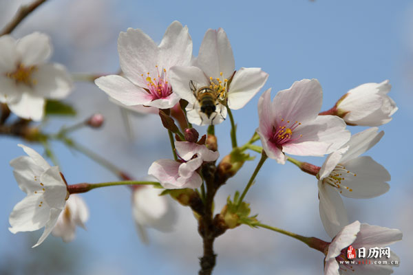 樱花上的蜜蜂