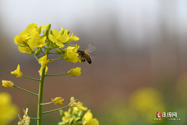 一只蜜蜂飞在油菜花上