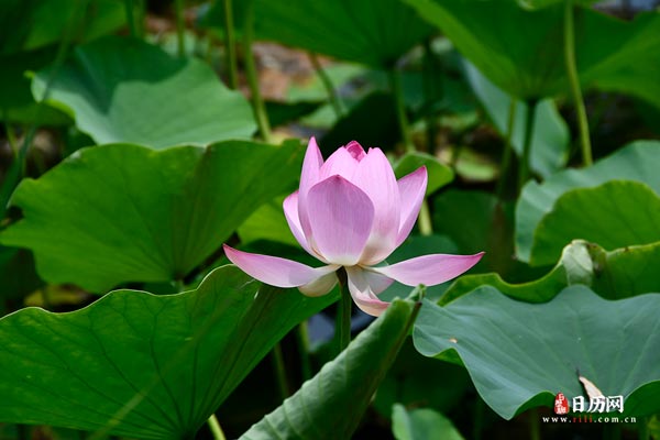 荷花池塘花蕾花瓣夏天粉色清新绿色自然-