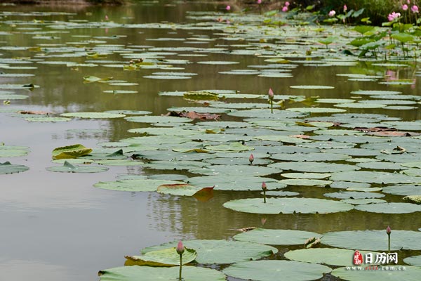 荷叶池塘植物绿色自然-