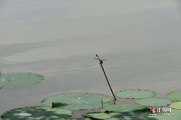 蜻蜓立枝头昆虫荷叶池塘植物绿色自然-