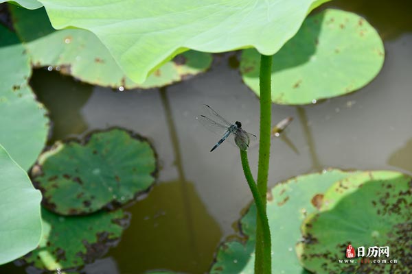 蜻蜓立上头绿色荷叶荷塘-