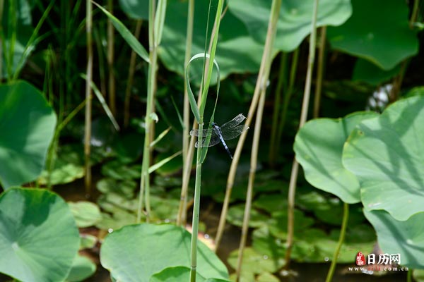 蜻蜓立上头绿色荷叶荷塘植物-
