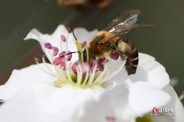 白色梨花蜜蜂采蜜