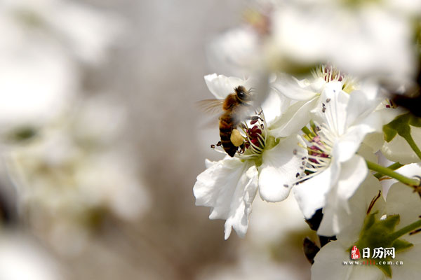 白色梨花蜜蜂采蜜