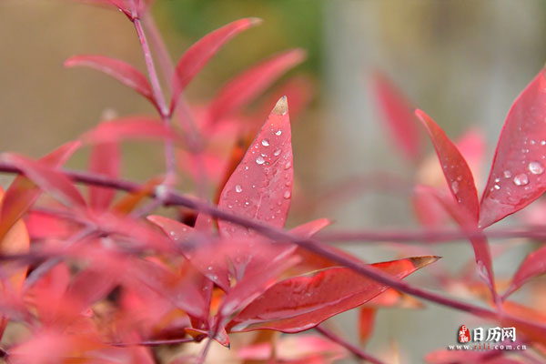 红色树叶上的雨水珠