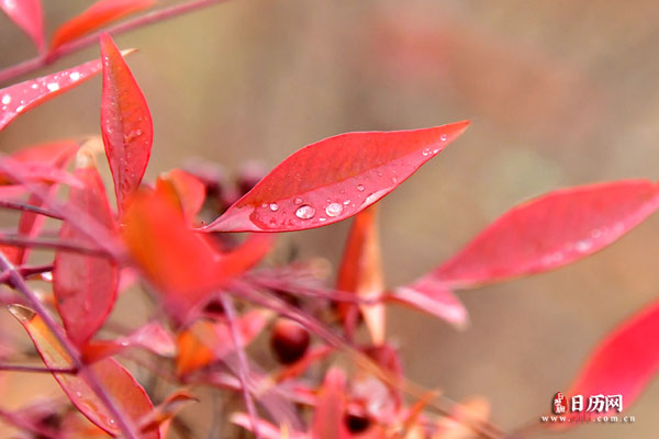 红色树叶植物上的雨水珠
