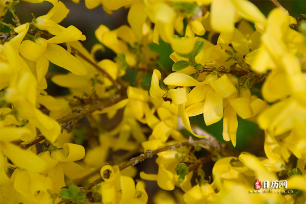 花卉黄色的连翘