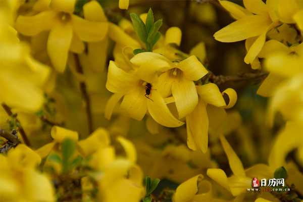 花卉小蜜蜂钻进黄色的花里面
