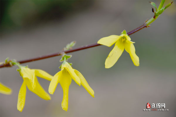 黄色植物连翘花