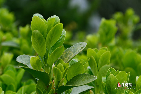 绿色植物冬青树叶
