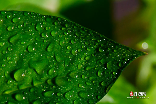 绿叶和雨水