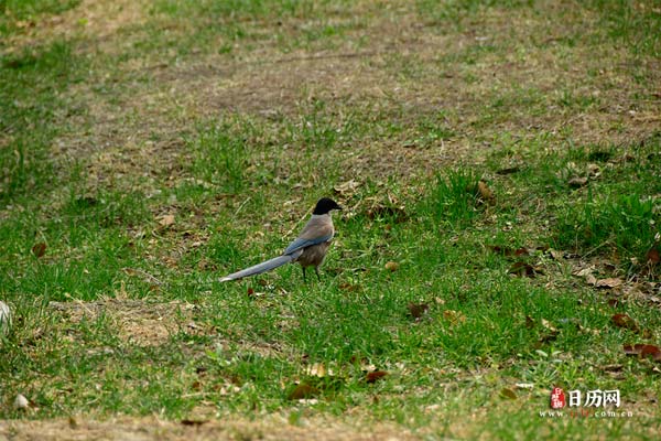 绿植草坪上的喜鹊鸟类自然风景