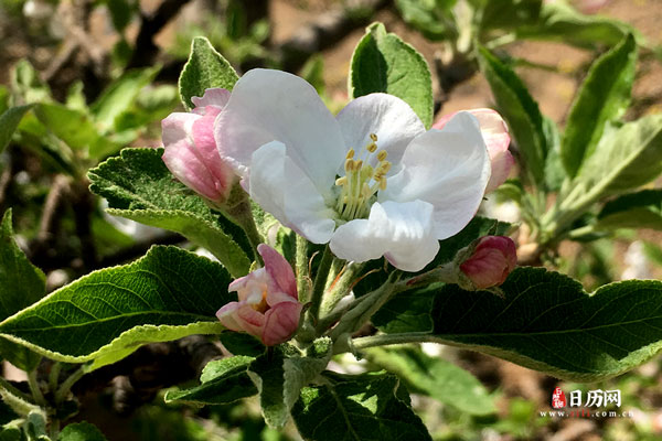 苹果花艳丽盛开