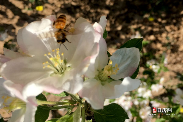 苹果花艳丽蜜蜂采蜜
