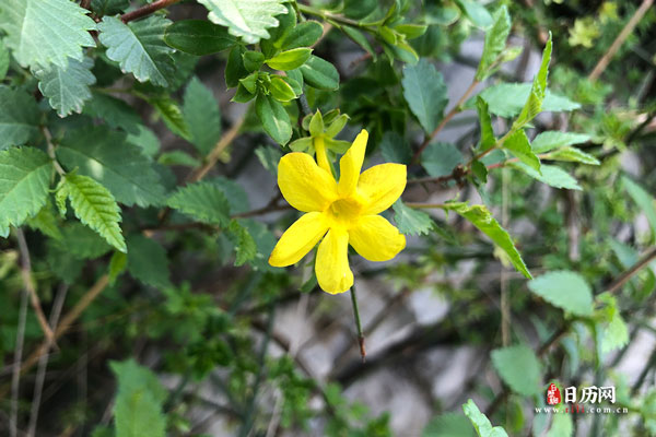 植物之黄色花