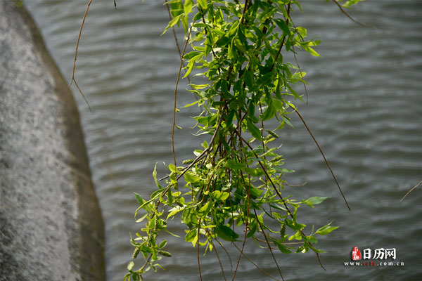自然风景河边柳树枝