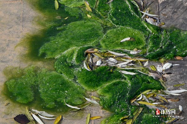 海藻绿植