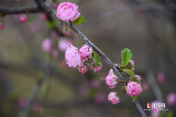 花卉重瓣榆叶梅