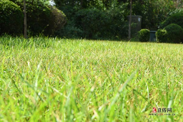 绿植草坪
