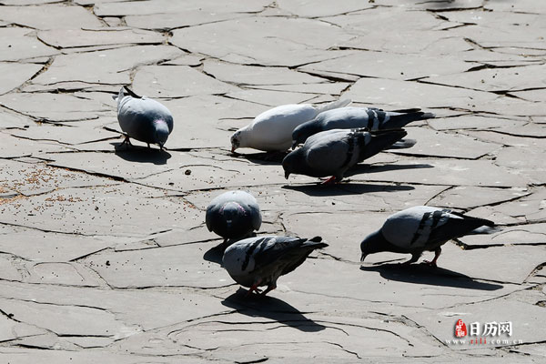 动物低头找食物的鸽子