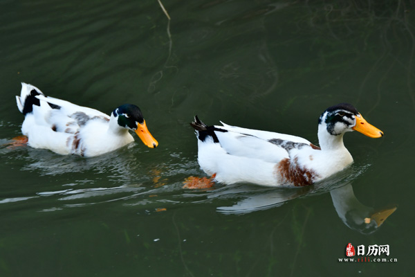 动物两只鸭子在湖里游泳