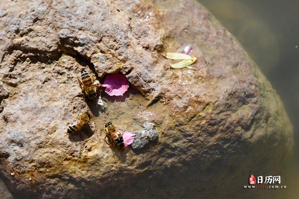 动物小蜜蜂在清澈的河边石头上喝水