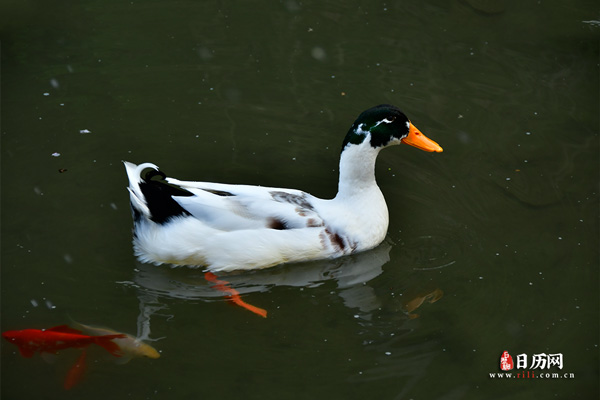 动物一只鸭子在湖里游泳