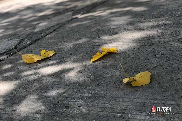 地面掉落的树叶黄叶秋天秋色秋景