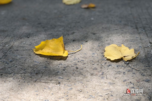 地面掉落的树叶黄叶秋天秋色阳光